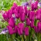 TULP Purple Bouquet