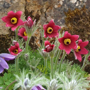 HARILIK KARUKELL Pulsatilla vulgaris Red