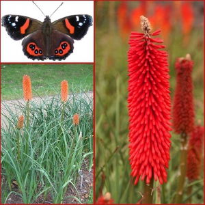 TÕRVIKLIILIA Red  Admiral Kniphofia( Red-Hot-Poker)