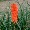 TÕRVIKLIILIA Red  Admiral Kniphofia