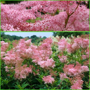 ANGERVAKS Venusta  Filipendula rubra