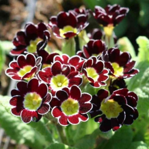 KÕRGE PRIIMULA Gold Lace Scarlet