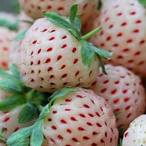 AEDMAASIKAS Pineberry