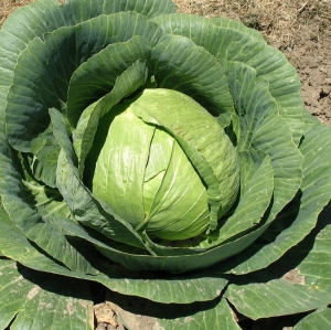 KAPSAS Kamienna Glowa