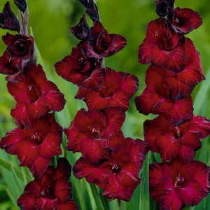 AEDGLADIOOL Black Surprise