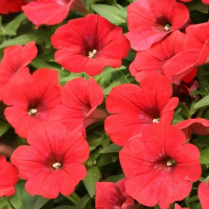 H&Uuml;BRIIDPETUUNIA Karlik red F1