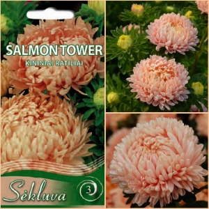 POJENGASTER 'Salmon Tower'