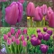 TULP Purple Pride