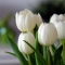 TULP White Prince 