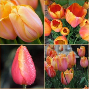 Tulp Dordogne