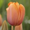 Tulp Dordogne