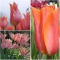 TULP Perestroyka