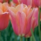 TULP Perestroyka