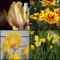 TULP Hocus Pocus