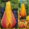 TULP Long Lady