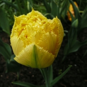 TULP Exotic Sun