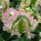 TULP Green Wave