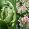 TULP Green Wave