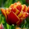 TULP Cilesta