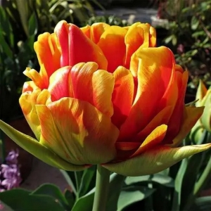 TULP Cilesta