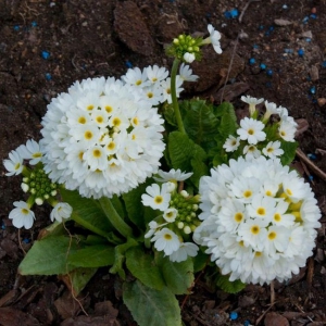 HAMBULISLEHINE PRIIMULA  Alba P.denticulata