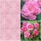 MUGULBEGOONIA Picotee Lace Pink