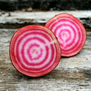 PUNAPEET 'Chioggia'