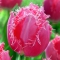 TULP Cacharel