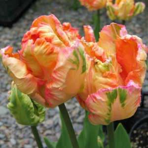 TULP Apricot Parrot