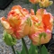 TULP Apricot Parrot