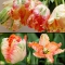 TULP Apricot Parrot