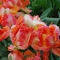 TULP Apricot Parrot