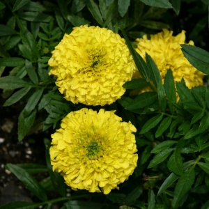 PEIULILL Cupido Yellow