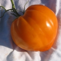 TOMAT 'Oxheart Orange'  (oranž Härjasüda)