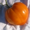 TOMAT 'Oxheart Orange'