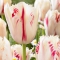 TULP Carrousel  UUDIS!