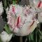 TULP Carrousel 