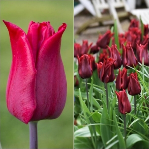 TULP Lasting Love