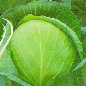 KAPSAS Golden Acre