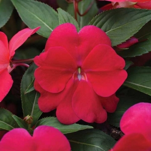 HERTSOG-LEMMMALTS Divine 'Lipstick' F1 