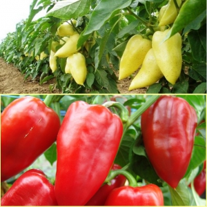 PAPRIKA 'Monanta'        