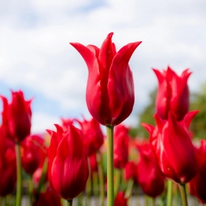 TULP Red Shine