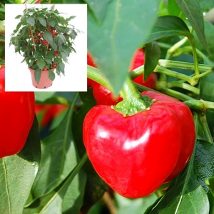 PAPRIKA 'Kobold' F1  