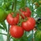 TOMAT  Tomatina F1