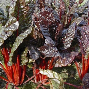 LEHTPEET 'Rhubarb Chard'