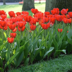 TULP Red Impression