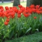 TULP Red Impression