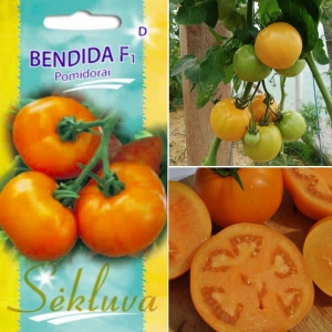 TOMAT 'Bendida' F1