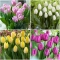 TULP Prince 4 erinevat