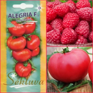 TOMAT 'Alegria' F1 